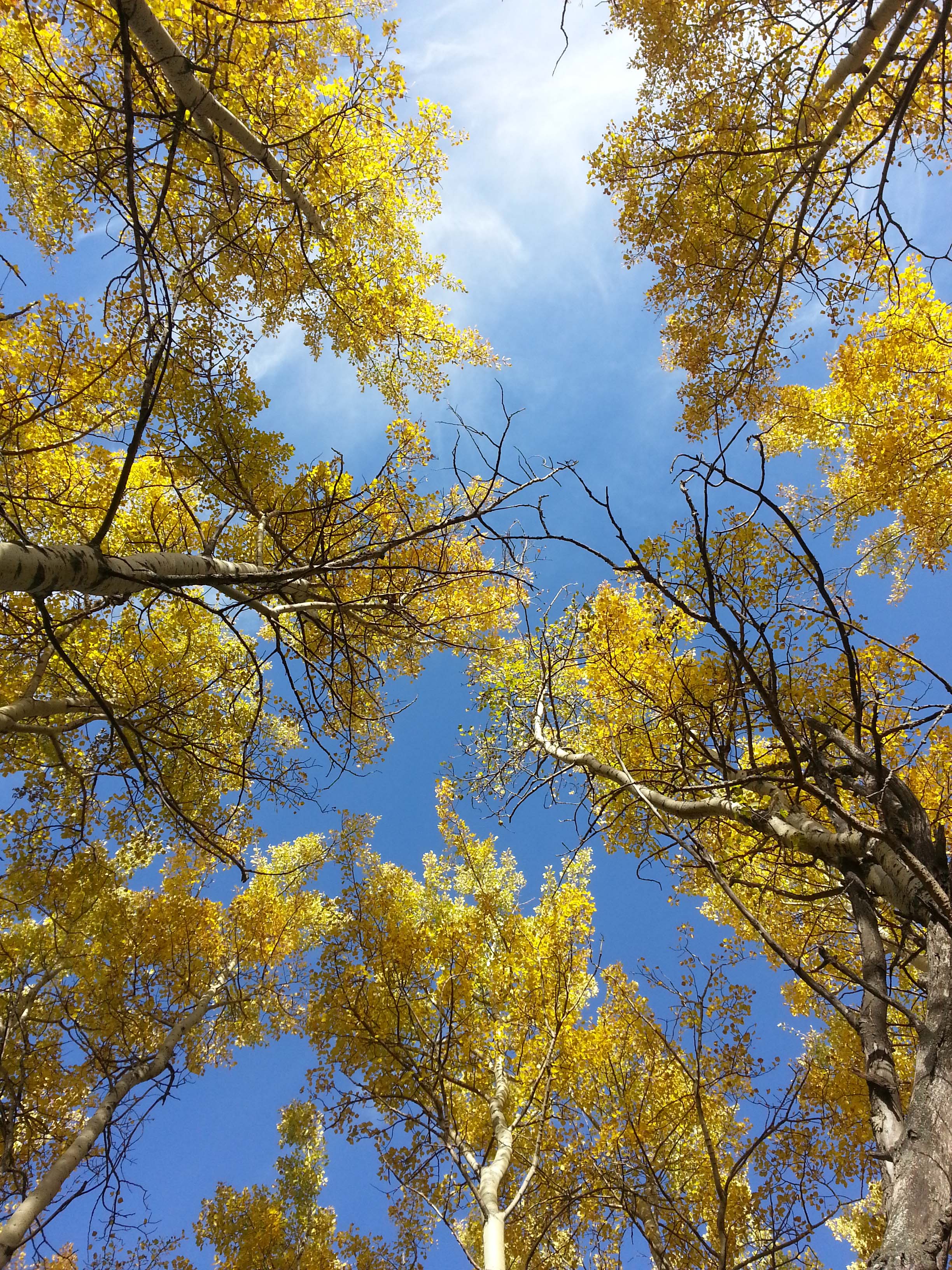 Poplar Trees 2 Poplar Trees 2