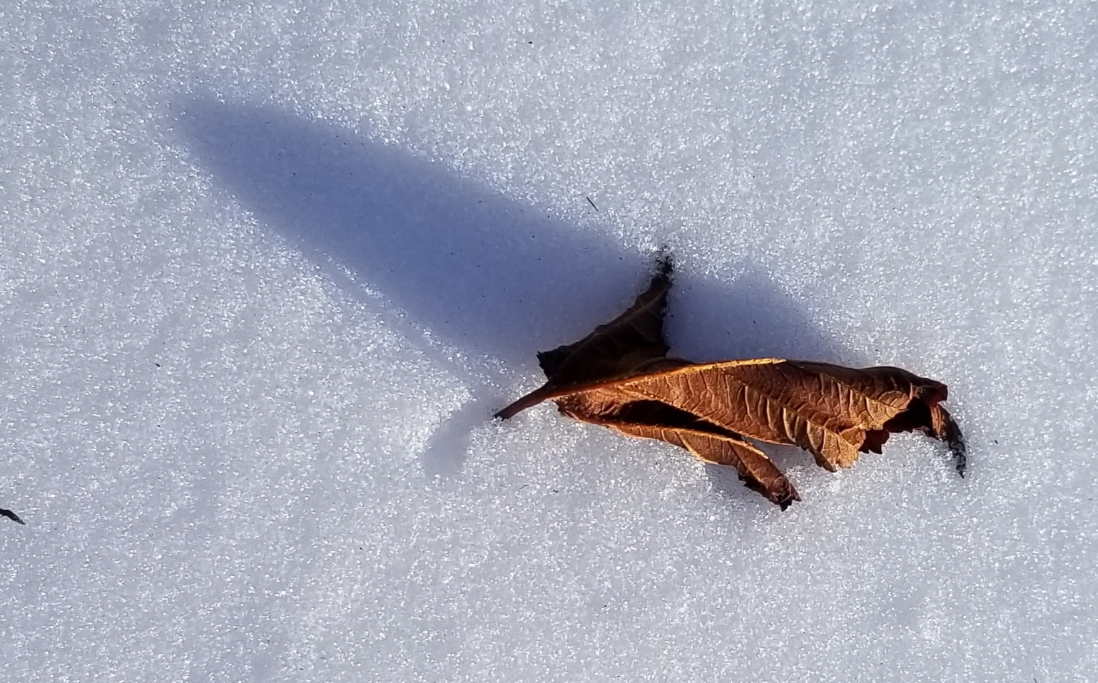 Shadowy Leaf Shadowy Leaf