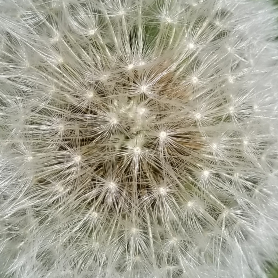 dandy