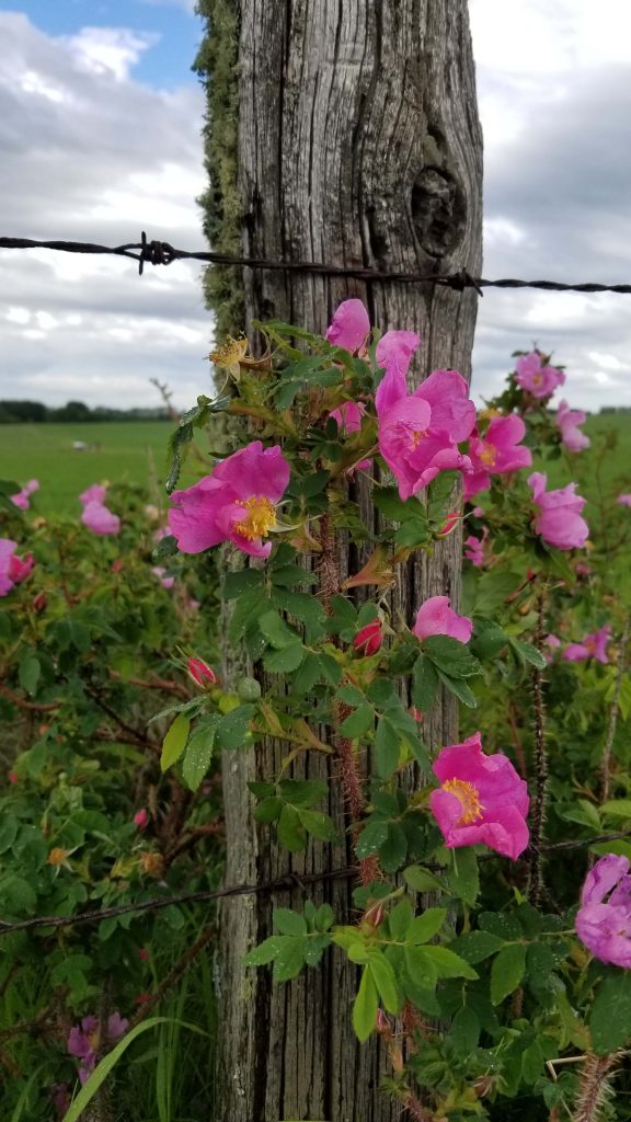 Alberta Rose Alberta Rose