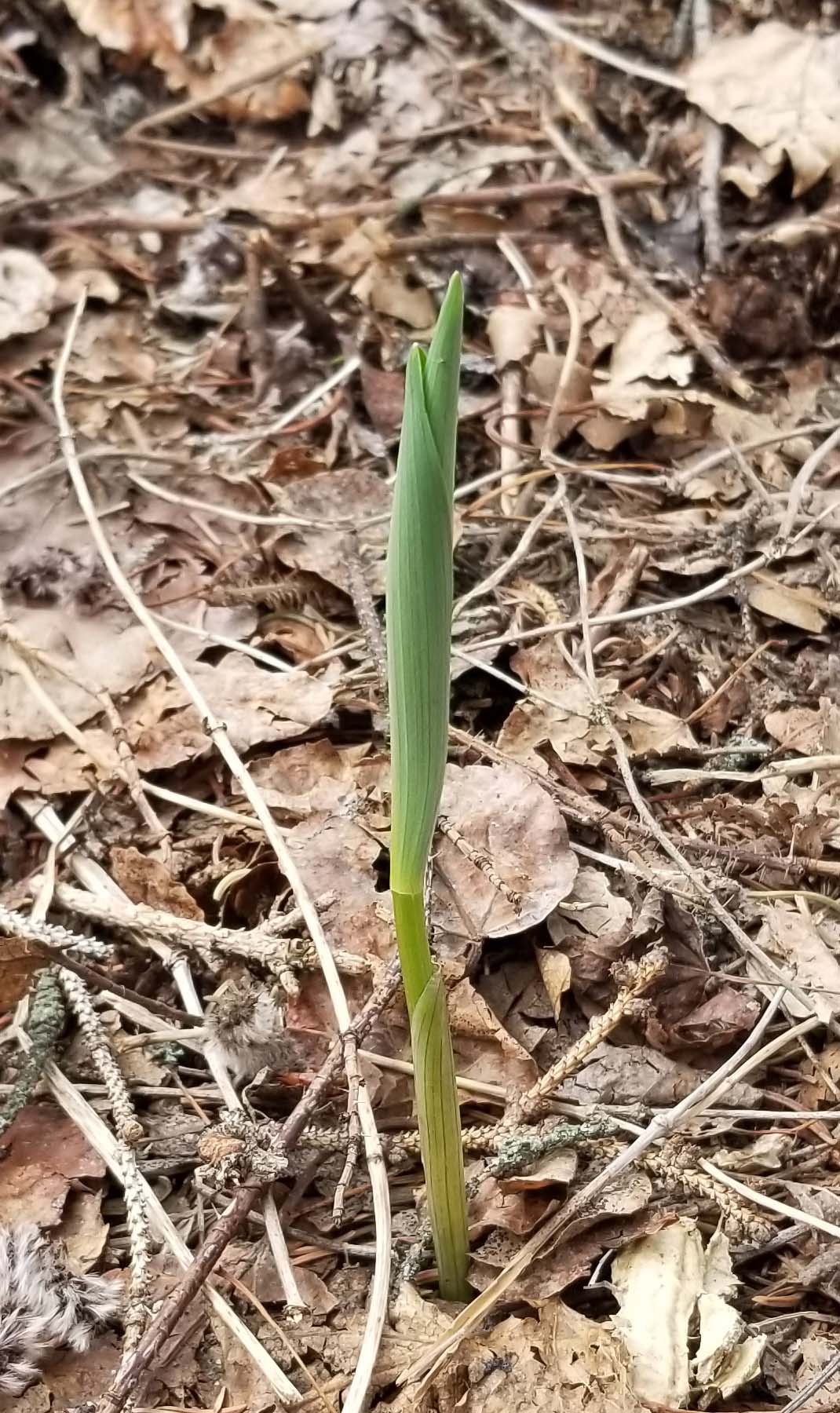 Green Shoot Green Shoot