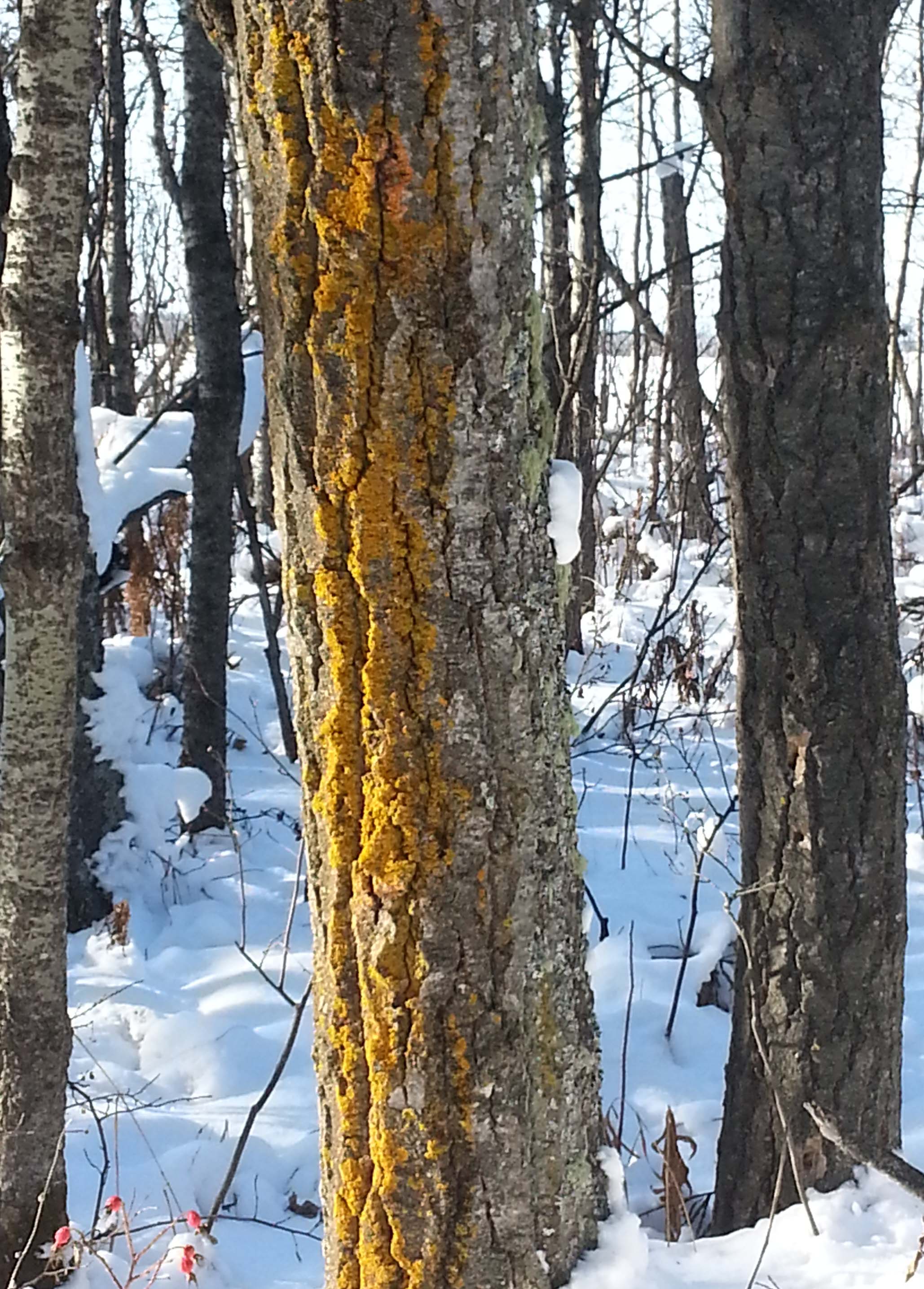 Winter Trees Winter Trees